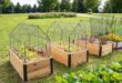 raised bed gardens