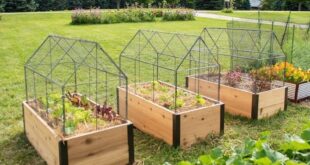 raised bed gardens