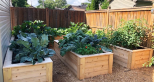 raised bed gardens