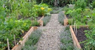 raised bed gardens