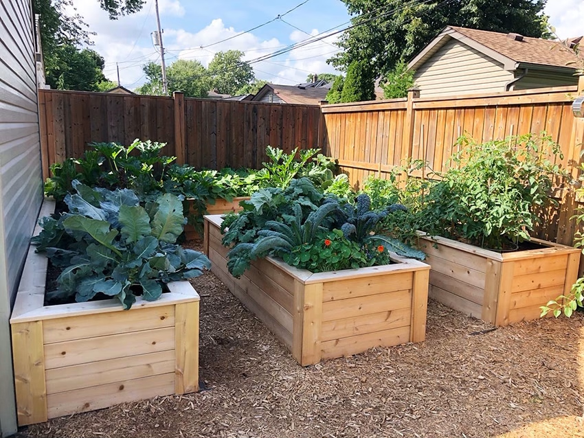 raised bed gardens