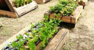 pallet raised garden bed