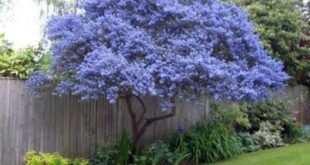 flowers around tree front yards