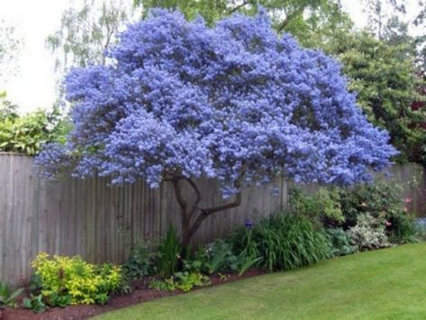 The Burst of Color: Flowering Trees in Front Yards