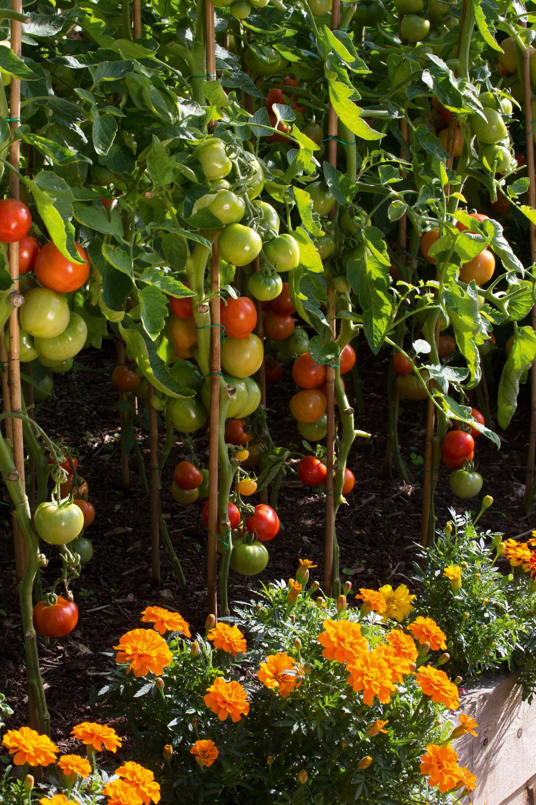 The Joy of Cultivating Your Own Garden