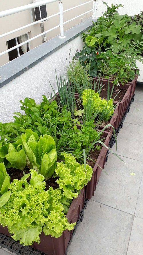 The Joy of Home Gardening: Growing Your Own Green Paradise at Home