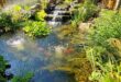 garden pond