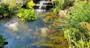 garden pond