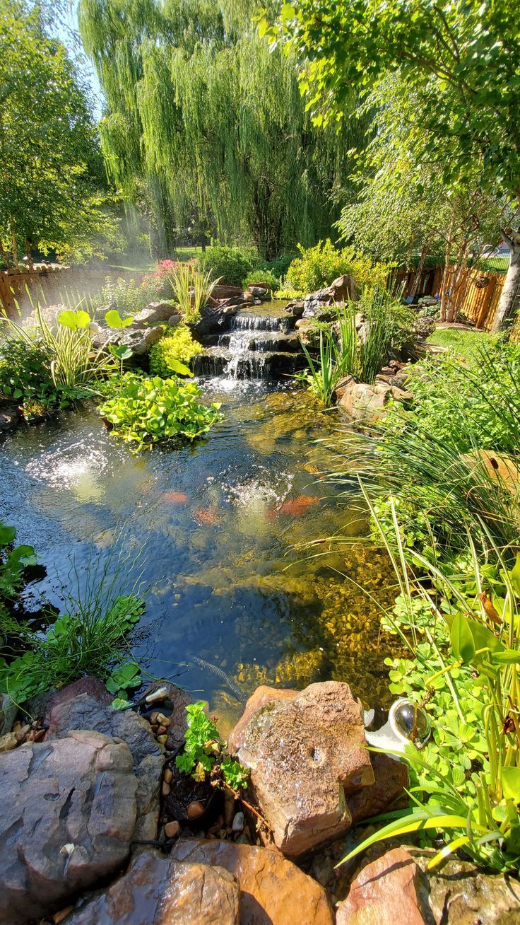 The Serene Beauty of a Garden Pond