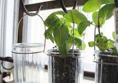 kitchen herb garden planter