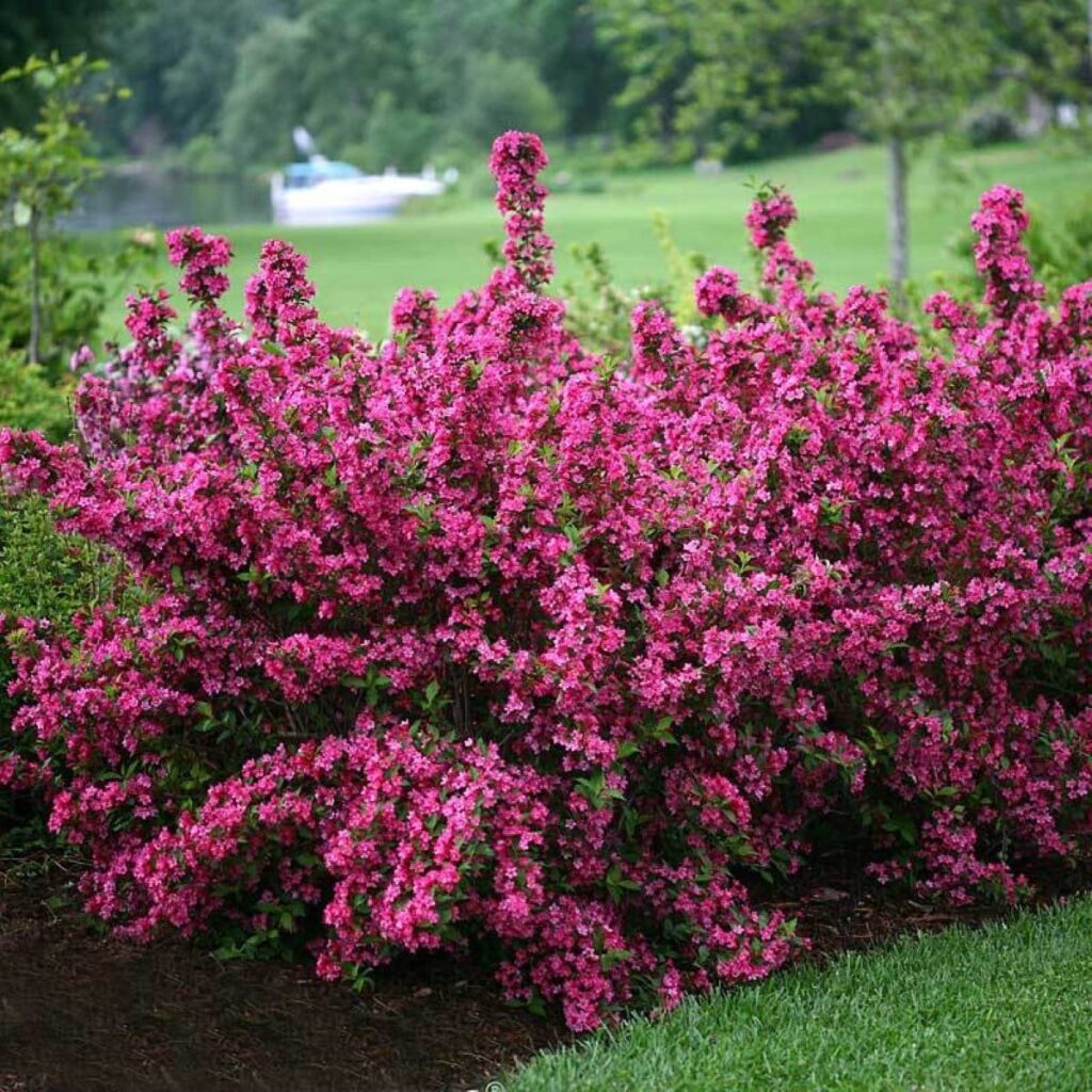 landscaping plants