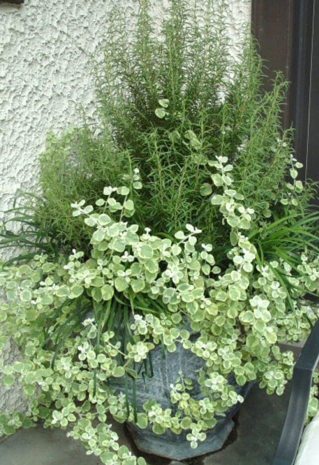 The Versatility of Garden Containers