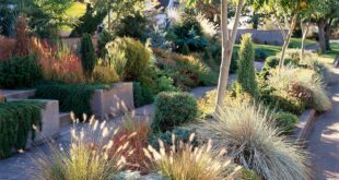 xeriscape front yard