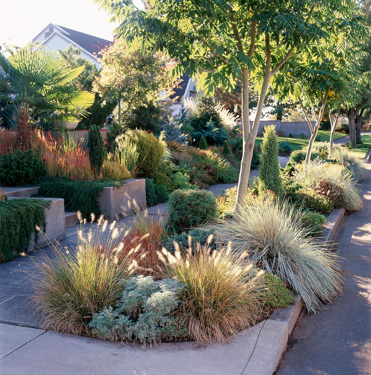 The beauty of a xeriscape front yard: A water-wise landscaping solution