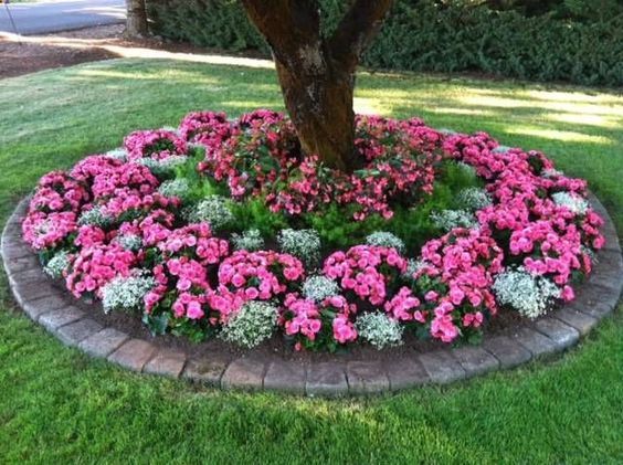 The beauty of tree front yards adorned
with vibrant flowers