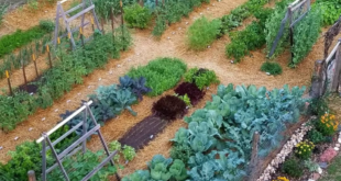 landscaping vegetable garden