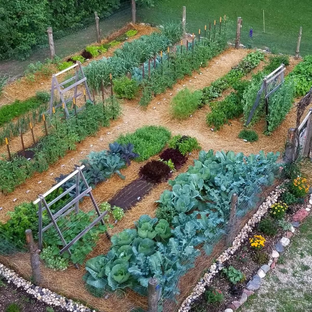 Tips for Creating a Lush Vegetable Garden with Beautiful Landscaping