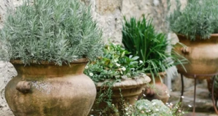 patio garden ideas