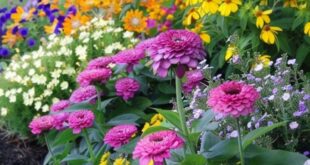 flower garden ideas in front of house