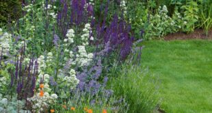 front yard cottage garden ideas