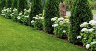 front lawn landscape ideas