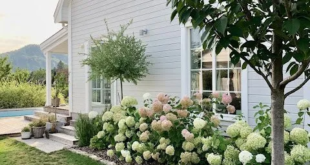 landscaping ideas for front yard