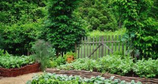 landscaping vegetable garden