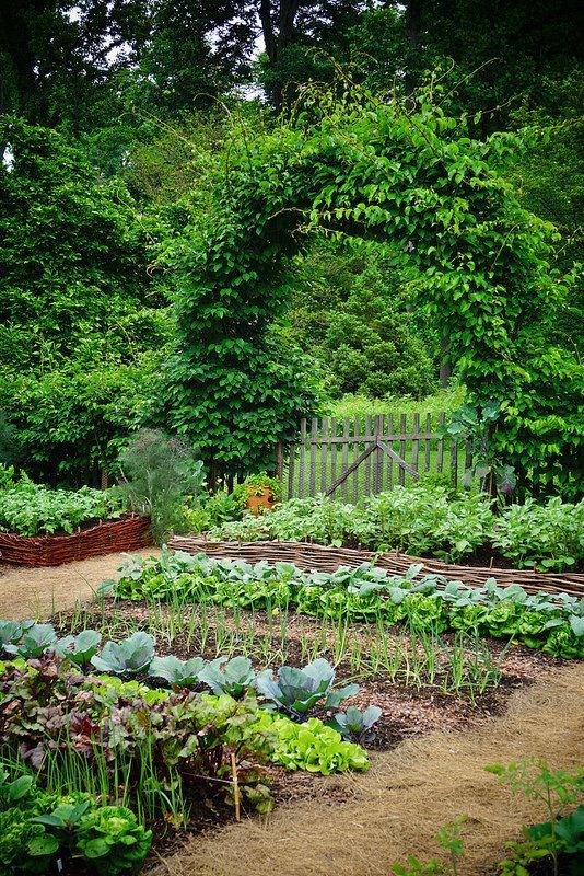 Transforming Your Vegetable Garden into a Beautiful Landscape