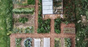 landscaping vegetable garden