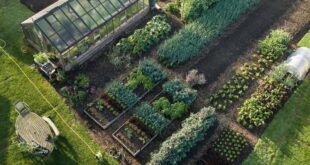 landscaping vegetable garden