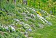 landscaping hillside