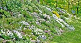 landscaping hillside