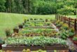 raised bed garden