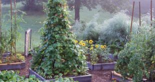 raised bed garden