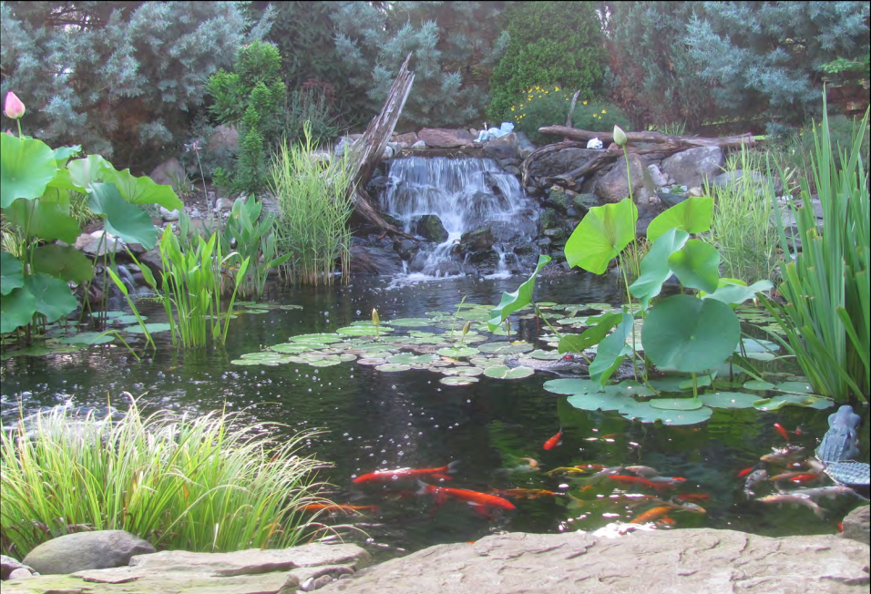 5 Benefits Of A Backyard Pond That'll Make You Want O