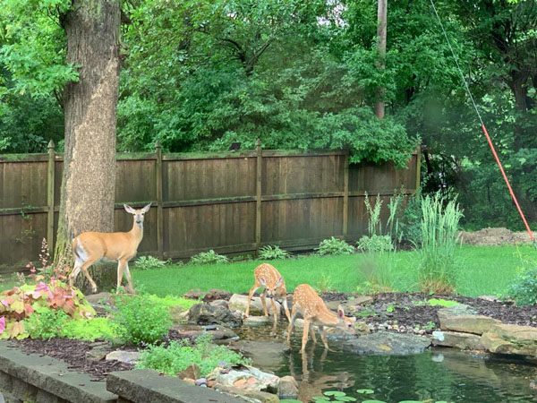 Backyard Pond Ideas That Can Make Any Size Yard More Amazing .