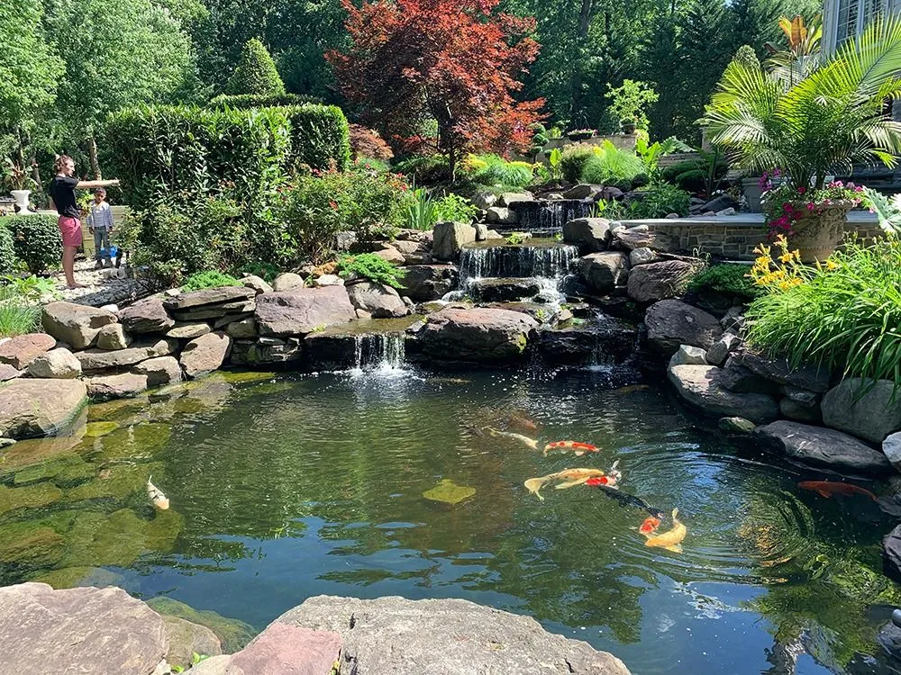 The Pros And Cons Of A Backyard Koi Pond - Amen Corner Pon