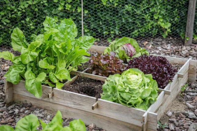 15 Inspiring Ideas for Your Backyard Vegetable Gard