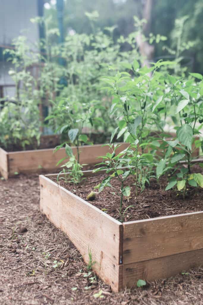 Affordable Raised Garden Beds: A  Budget-Friendly Option for Gardening Success