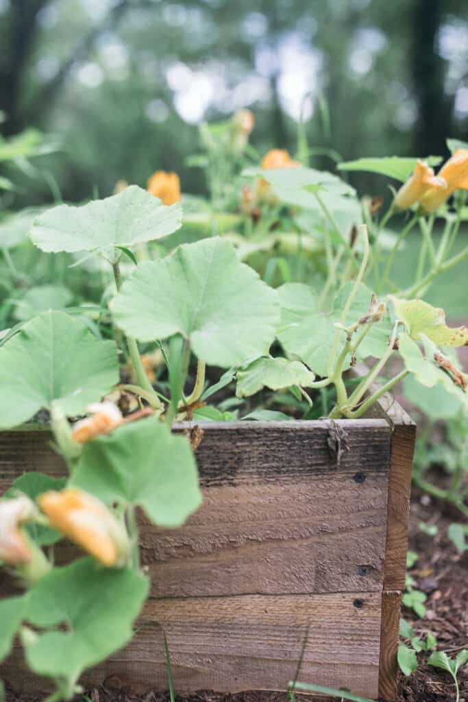 How To Build A Raised Garden Bed For Cheap - Farmhouse on Boo