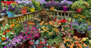 Dreaming of Gardening – Container Gardening Ideas — Harve