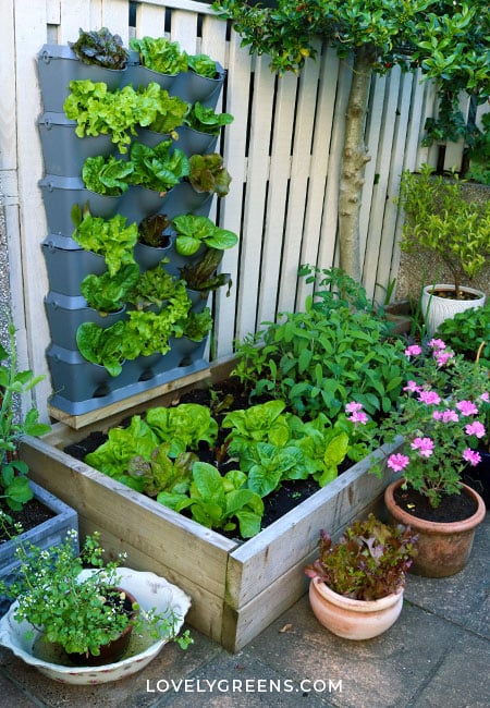 Quickstart Guide to Container Vegetable Gardening • Lovely Gree