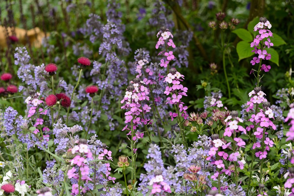 12 Key Plants for a Cottage Garden | BBC Gardeners World Magazi