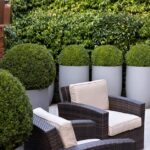 Tips for Designing a Courtyard Garden | BBC Gardeners World Magazi