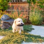 8 Backyard Ideas for Dogs - Dog-Friendly Landscapes .