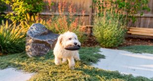 8 Backyard Ideas for Dogs - Dog-Friendly Landscapes .