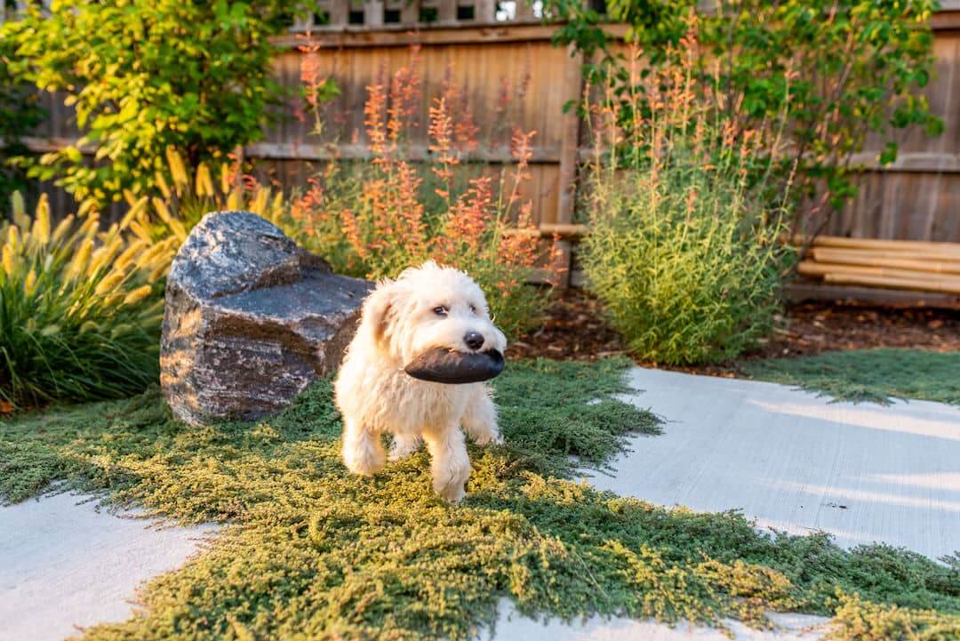 Creating a Dog-Friendly Oasis in Your
Backyard