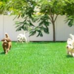 10 Dog-Friendly Landscaping Ideas for Your Backya