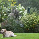 Ask an Expert: How to Create a Dog-Friendly Backyard Landsca