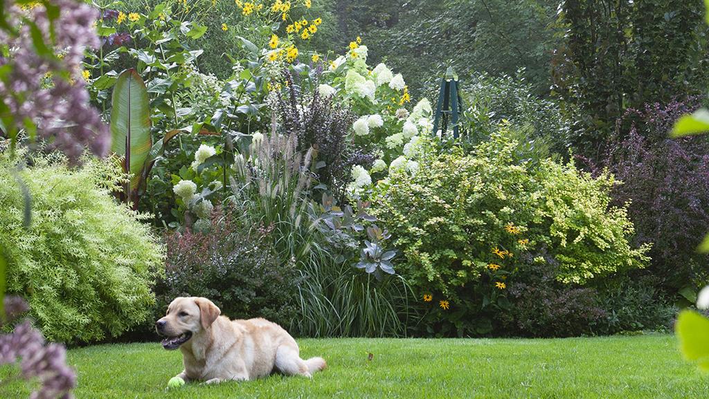 Ask an Expert: How to Create a Dog-Friendly Backyard Landsca